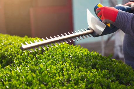 hedge trimming