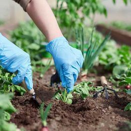 garden maintenance