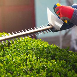 hedge trimming